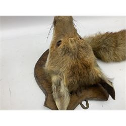 Taxidermy: Red fox mask (Vulpes vulpes), with mouth agape bearing teeth and ears back, mounted upon wooden shield, with brush, shield H24cm
