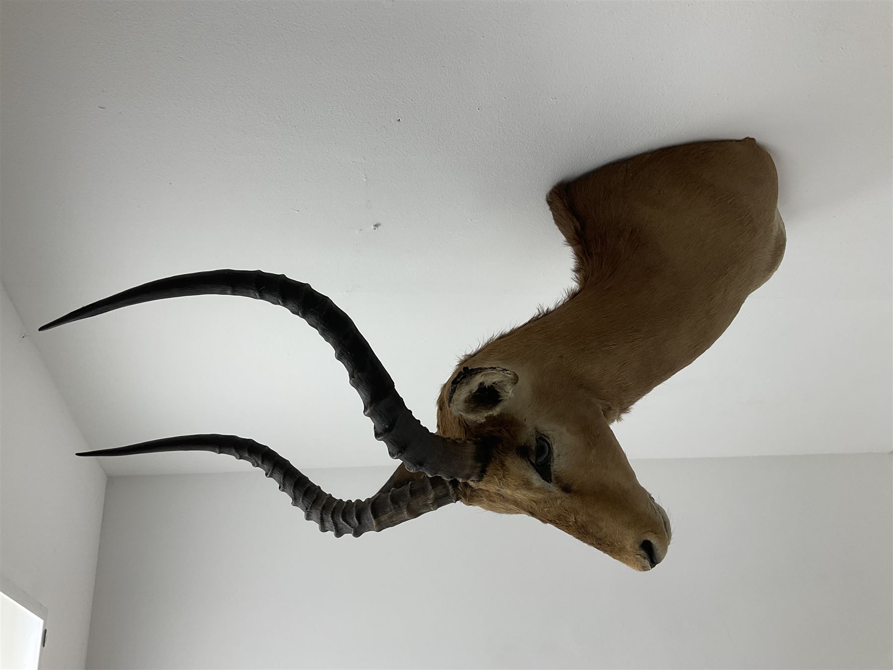 Taxidermy: Common Impala (Aepyceros melampus), adult male shoulder mount looking straight ahead, approximately H90cm