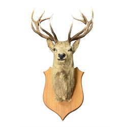 Taxidermy: Imperial Red Deer (Cervus elaphus), adult male imperial stag shoulder mount looking straight ahead, fourteen point antlers, mounted upon a shaped wooden shield, D58cm