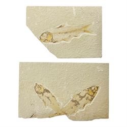 Three fossilised fish (Knightia alta) two in a single matrix, the other in an individual maxtrix, age; Eocene period, location; Green River Formation, Wyoming, USA, largest matrix H9cm, L15cm