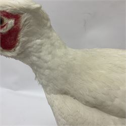 Taxidermy; pair of Common Pheasants (Phasianus Colchicus), white cock and hen adult mounts, upon a wooden base, H51cm  