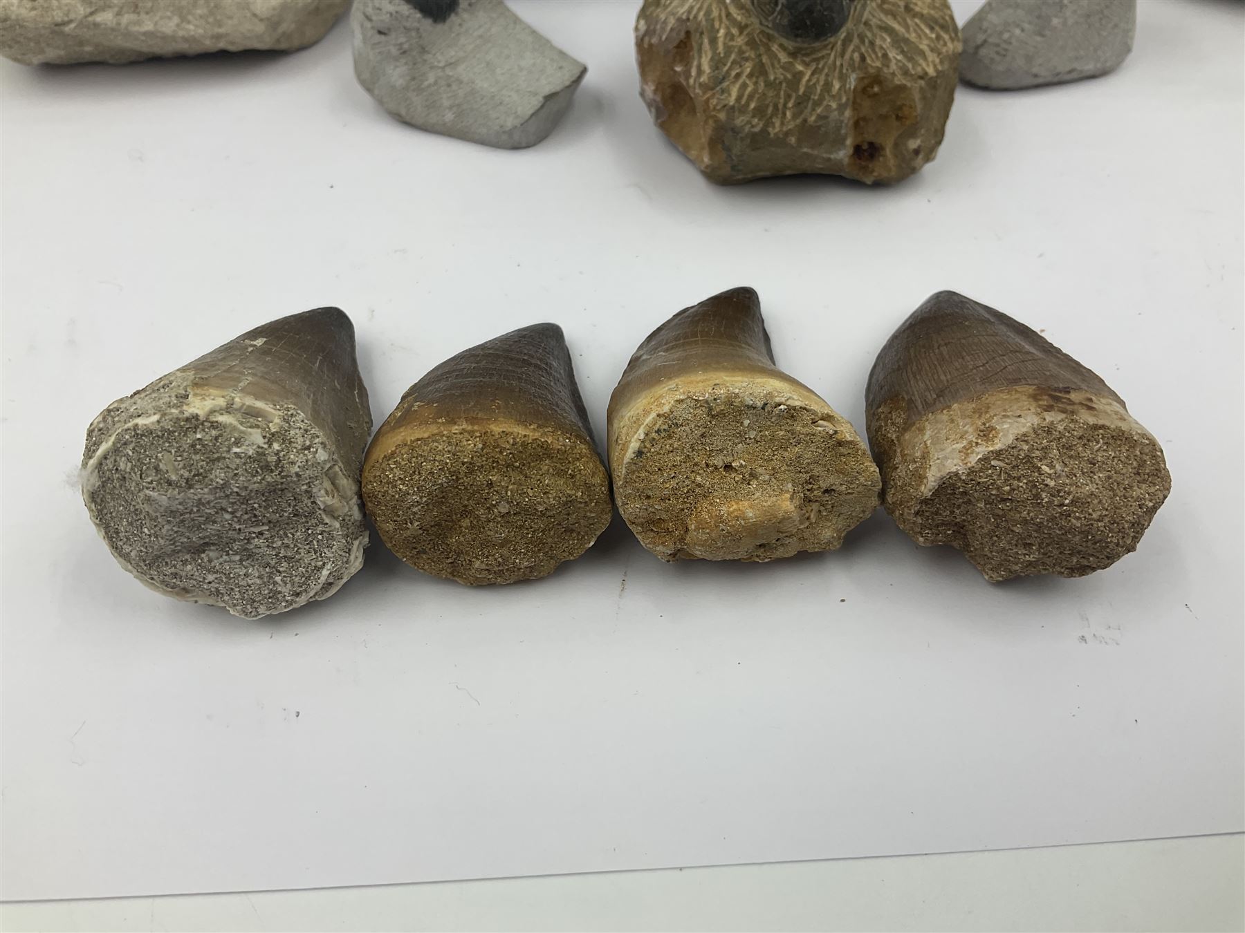 Dragonfly larvae (Libellula doris), together with four Mosasaur teeth, four trilobites (Crotalocephalina gibba) and one other tooth