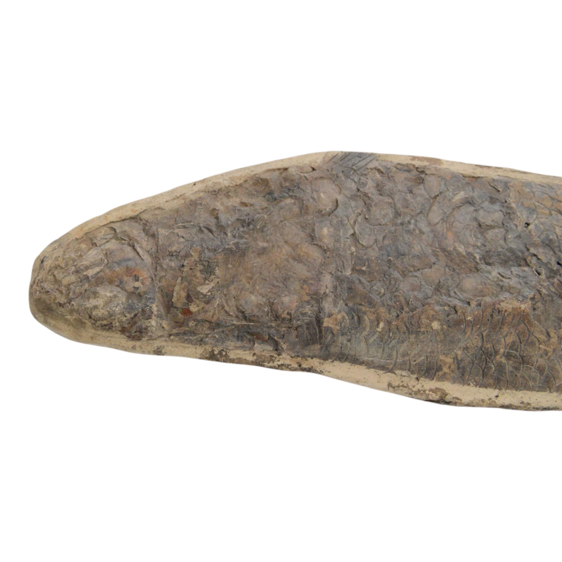 Fossilised fish specimen, Lepidotus Sp (Amazonian River Pike), age; Jarassic Period, location; Brazil, L83cm, H18cm 