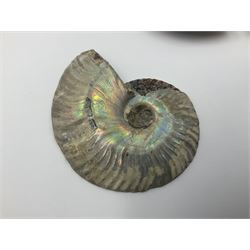 Two pairs of sliced ammonite fossils with polished finish, age: Cretaceous period, location: Madagascar, largest D7cm