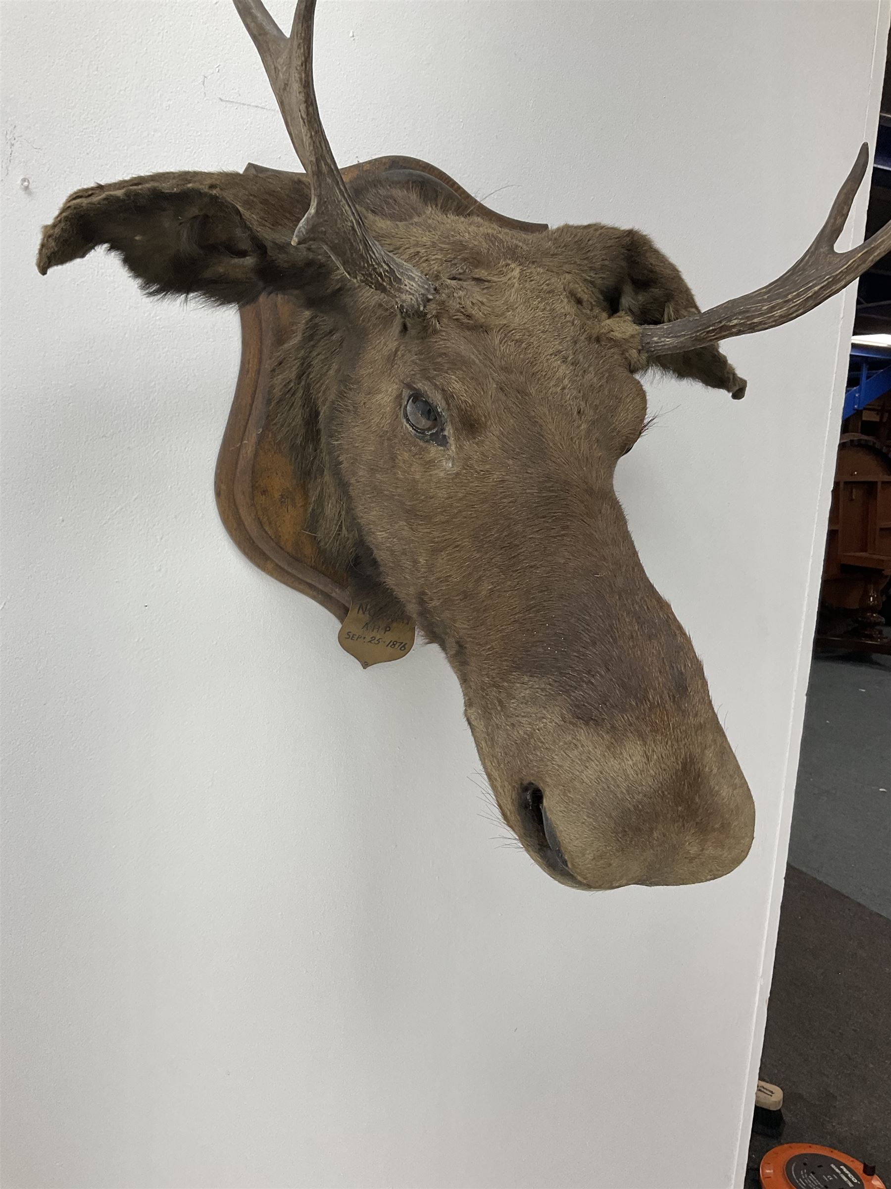 Taxidermy: European Moose (Alces alces), circa September 25th 1876, Norway, young adult male head mount looking straight ahead, mounted upon a wooden double shield, bearing copper shield 'Elk, Norway, A.H.P, Sept 25th 1876'', mount H54.5cm W42.5m, this moose is from the historical collection at Hodnet Hall in Shropshire, home of the Heber family for generations.