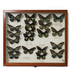 Entomology; twenty Battus specimens, including Battus laodamas, Battus belus, battus crass...