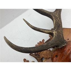 Antlers/Horns: European Royal Red Deer Antlers (Cervus elaphus hippalaphus), twelve point antlers, mounted upon a carved and pierced shield H120cm D64cm
