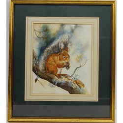  Squirrel, 20th century watercolour signed by Roger Lee 32cm x 27cm  