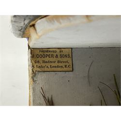 Taxidermy: Grayling (Thymallus thymallus), preserved by John Cooper & Sons, 28 Radnor Street, St Luke's, London, skin mount set above a pebbled river bed with reeds and grasses, set against blue painted back drop, with inscription 'Grayling caught by Rev R.S. Ricketts at Kirkham Bridge Sept 14th 1895, artificial fly - single hair' L57cm H29cm 