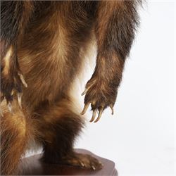 Taxidermy; European Badger (Meles meles), full male adult mount on open display, stood upon hind legs, upon a wooden base,with taxidermist label beneath, Dave Hornbrook  H40cm
