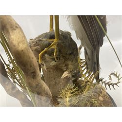 Taxidermy; Victorian European Sparrowhawk (Accipiter nisus), a full mount adult with pray,  perched upon a tree stump amidst a naturalistic setting, encased within a glass dome with an ebonised base, H55cm
