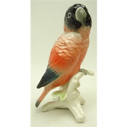  Karl Ens model of a Love Bird, perched on branch, H15.5cm   