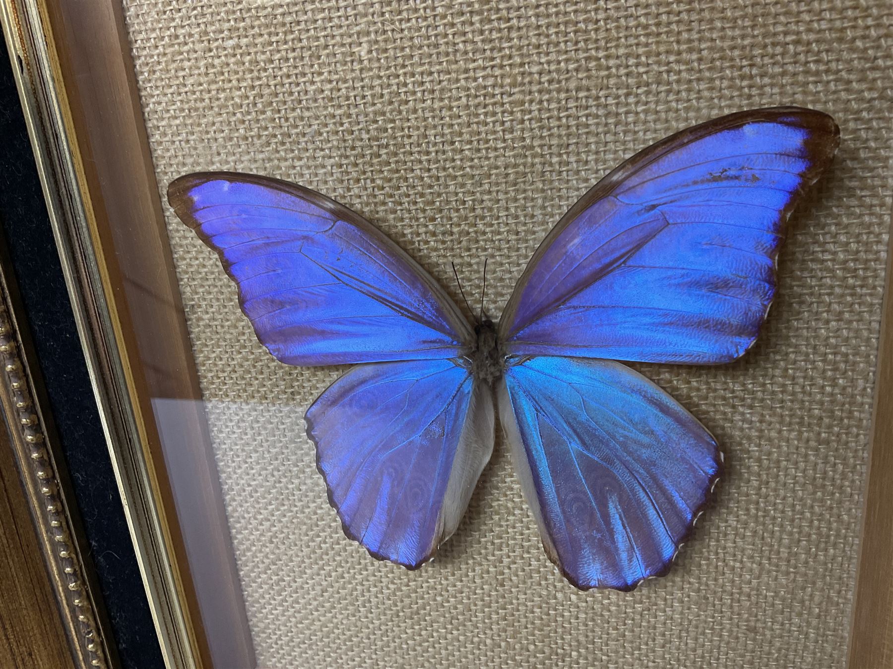 Entomology: Twelve framed displays contain thirteen specimens of tropical moths and butterflies, each mounted within gilt wall hanging picture frames of various sizes, specimens including Morpho Godarti, Caligo idomeneus, Cisseis morpho, Cathosia biblis etc, largest L35cm W30cm 