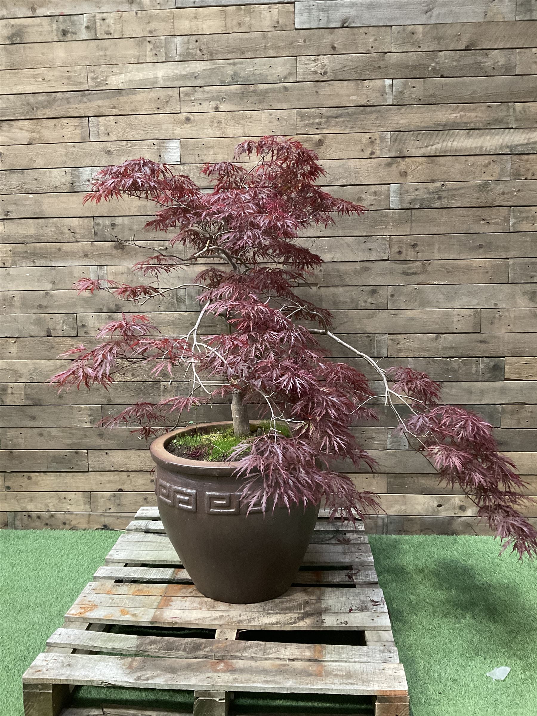 Large glazed planter with acer tree - THIS LOT IS TO BE COLLECTED BY APPOINTMENT FROM DUGGLEBY STORAGE, GREAT HILL, EASTFIELD, SCARBOROUGH, YO11 3TX