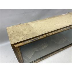 Taxidermy; Cased pair of Ruffed Grouse (Bonasa umbellus), male and female adult mounts, in a naturalistic setting, encased within a single pane display case, H39cm, L68cm