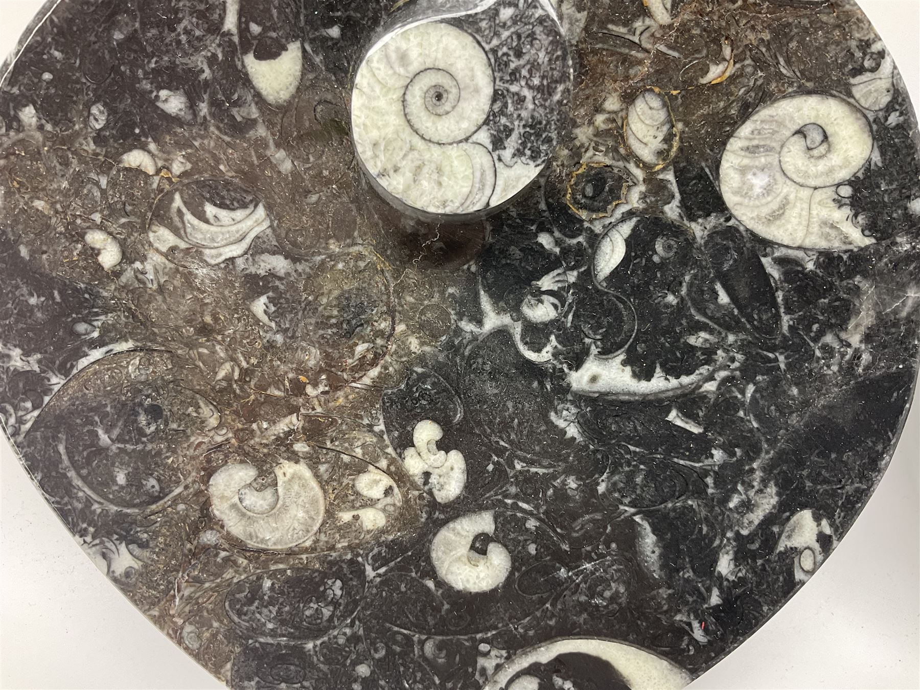 Pair of dishes in the form of hearts with a raised Goniatite to the centre and Orthoceras and Goniatite inclusions, age: Devonian period, location: Morocco, D16cm