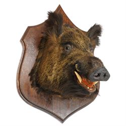 Taxidermy - Adult European wild boar head (Sus Scrofa) on wooden wall shield H72cm x W43cm x D53cm