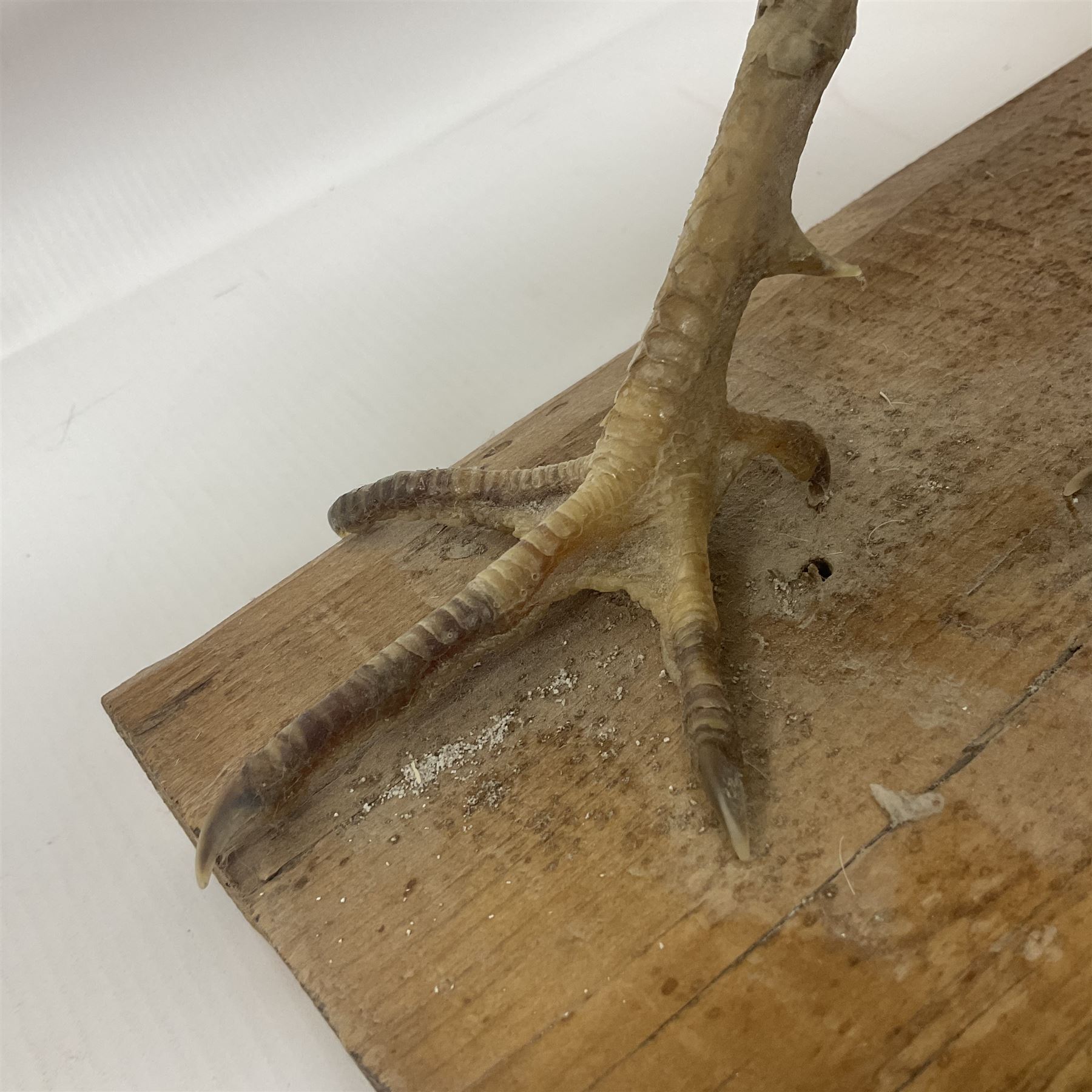 Taxidermy; pair of Common Pheasants (Phasianus Colchicus), white cock and hen adult mounts, upon a wooden base, H51cm  