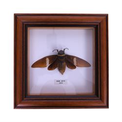 Entomology; four framed cases including Flying Lizards (Yellow Dracos), Beetles (Goliathur Albosighatus), Hawk Moth (Sphingidae) and Praying Mantis (Cobra), together with a scorpion on open display