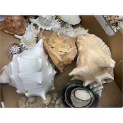 Various shells to include mother of pearl open mollusk shells (largest L20cm), Queen Conch (Strombus Gigas), other smaller conch, coral and other shells in two boxes
