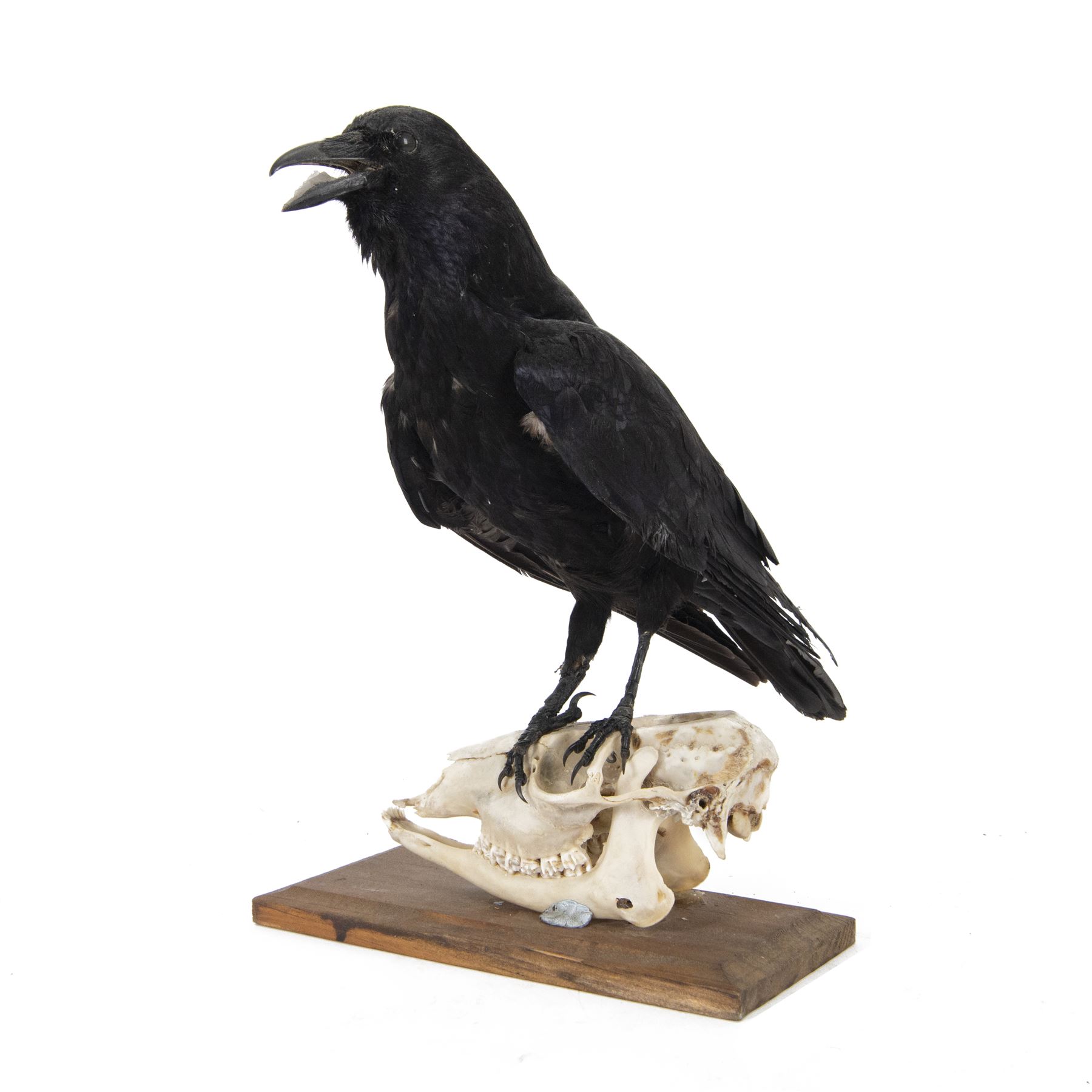 Taxidermy; Carrion Crow (Corvus corone), full adult mount perched upon a sheep skull upon a rectangular base, H39cm