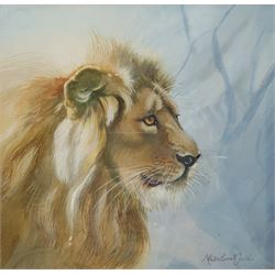 Mollie Everett Field (British 1939-): Portrait of a Lion, watercolour signed 20cm x 20cm