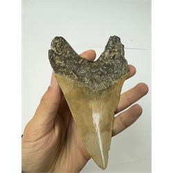 Large Megalodon (Otodus Megalodon) tooth fossil, with fine serrations, age; Miocene period location; Java, Indonisia, H13cm, W9cm 
Notes; Believed to have grown as large as 18 metres, the Megalodon was the largest shark and one of the most dominant marine predators ever to have existed. It roamed the ancient seas for around 20 million years until their extinction around 3.6 million years ago. Megalodon teeth vary in colour and ton. influenced and coloured over the millennia by the conditions in which they are preserved