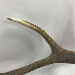 Taxidermy: Red Deer (Cervus elaphus), adult male imperial stag shoulder mount looking straight ahead, eleven point antlers, mounted upon a shaped wooden shield, D65cm