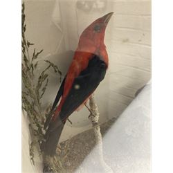 Taxidermy; Victorian cased display of birds, comprising Scarlet Tanager (Piranga olivacea), Campo Troupial (Icterus jamacaii) and Snow Bunting (Plectrophenax nivalis), amidst a naturalistic setting, encased within an ebonised single pane display case, H23cm, L35cm