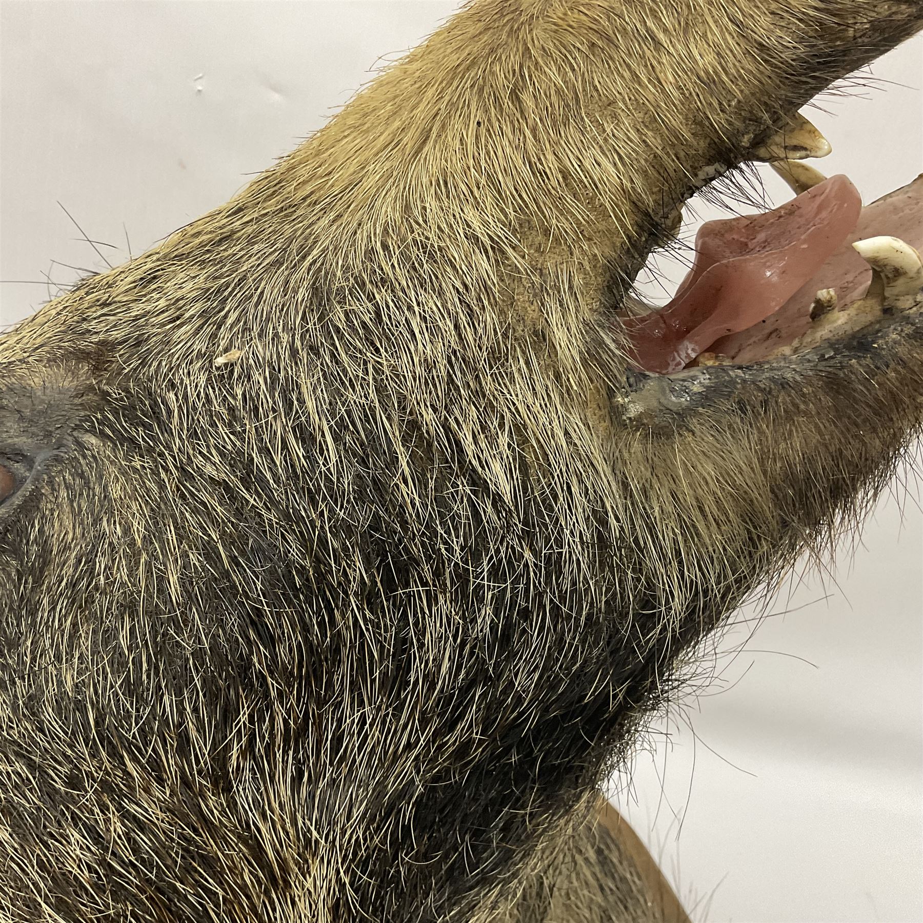 Taxidermy: European Wild Boar (Sus scrofa), adult male shoulder mount looking straight ahead mouth agape, mounted upon a wooden shield, D52cm