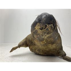 Taxidermy: early 20th century Common seal (Phoca Vitulina), full mount young adult, in a swimming pose, L115cm 