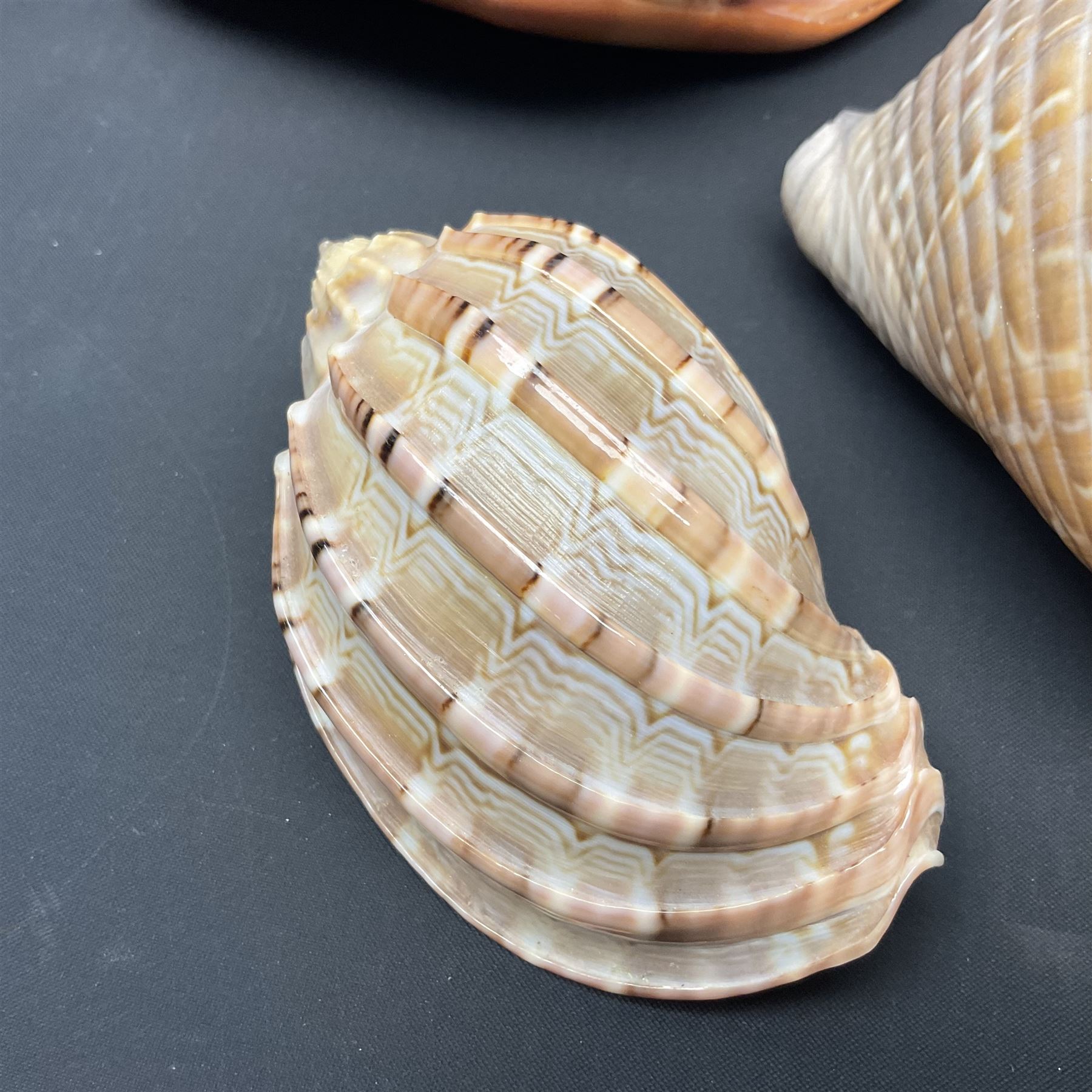 Conchology: selection of shells, including gold pearl oyster shell, mother of pearl turbo marmaratus shell, Cypraecassis Rufa red helmet shell, Mitre shell, Paua shell and others, largest D19cm