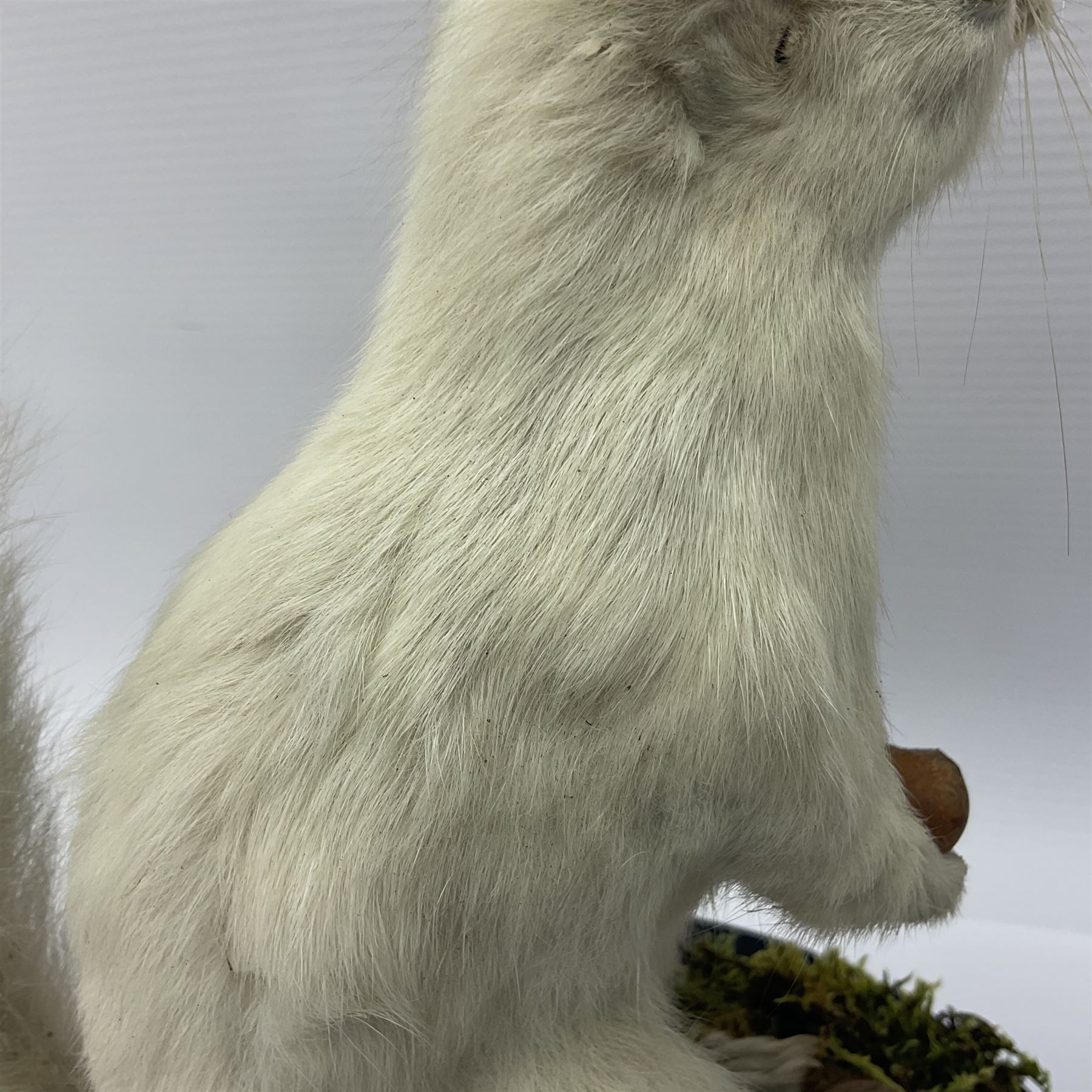 Taxidermy: Victorian albino Squirrel (Sciurus vulgaris), full mount adult, holding a hazelnut, upon naturalistic ground, enclosed beneath later glass dome with ebonised base, H32cm
