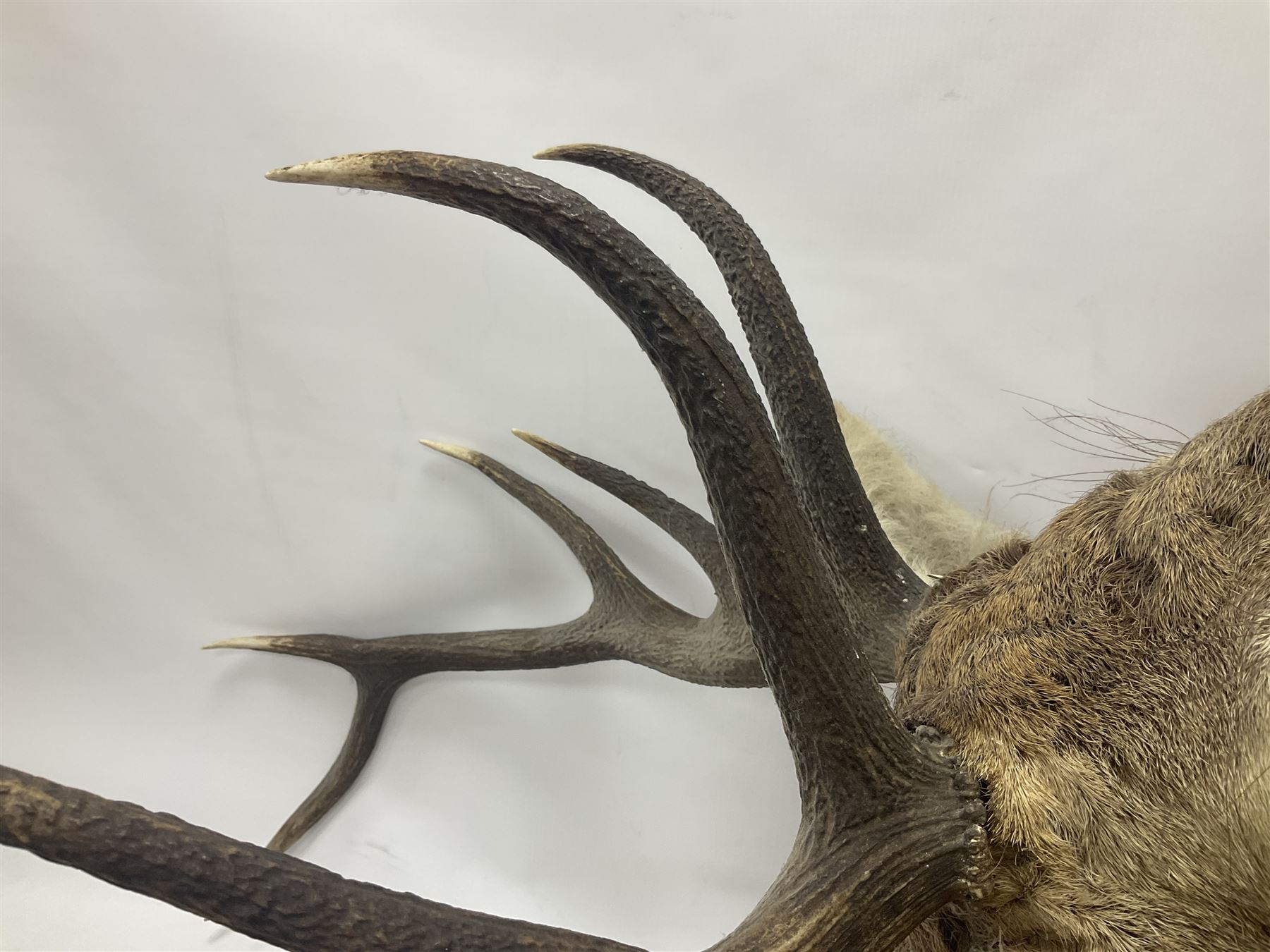 Taxidermy: Red Deer (Cervus elaphus), adult male imperial stag shoulder mount looking straight ahead, ten point antlers, mounted upon a shaped wooden shield, D65cm