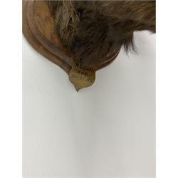 Taxidermy: European Moose (Alces alces), circa September 25th 1876, Norway, young adult male head mount looking straight ahead, mounted upon a wooden double shield, bearing copper shield 'Elk, Norway, A.H.P, Sept 25th 1876'', mount H54.5cm W42.5m, this moose is from the historical collection at Hodnet Hall in Shropshire, home of the Heber family for generations.