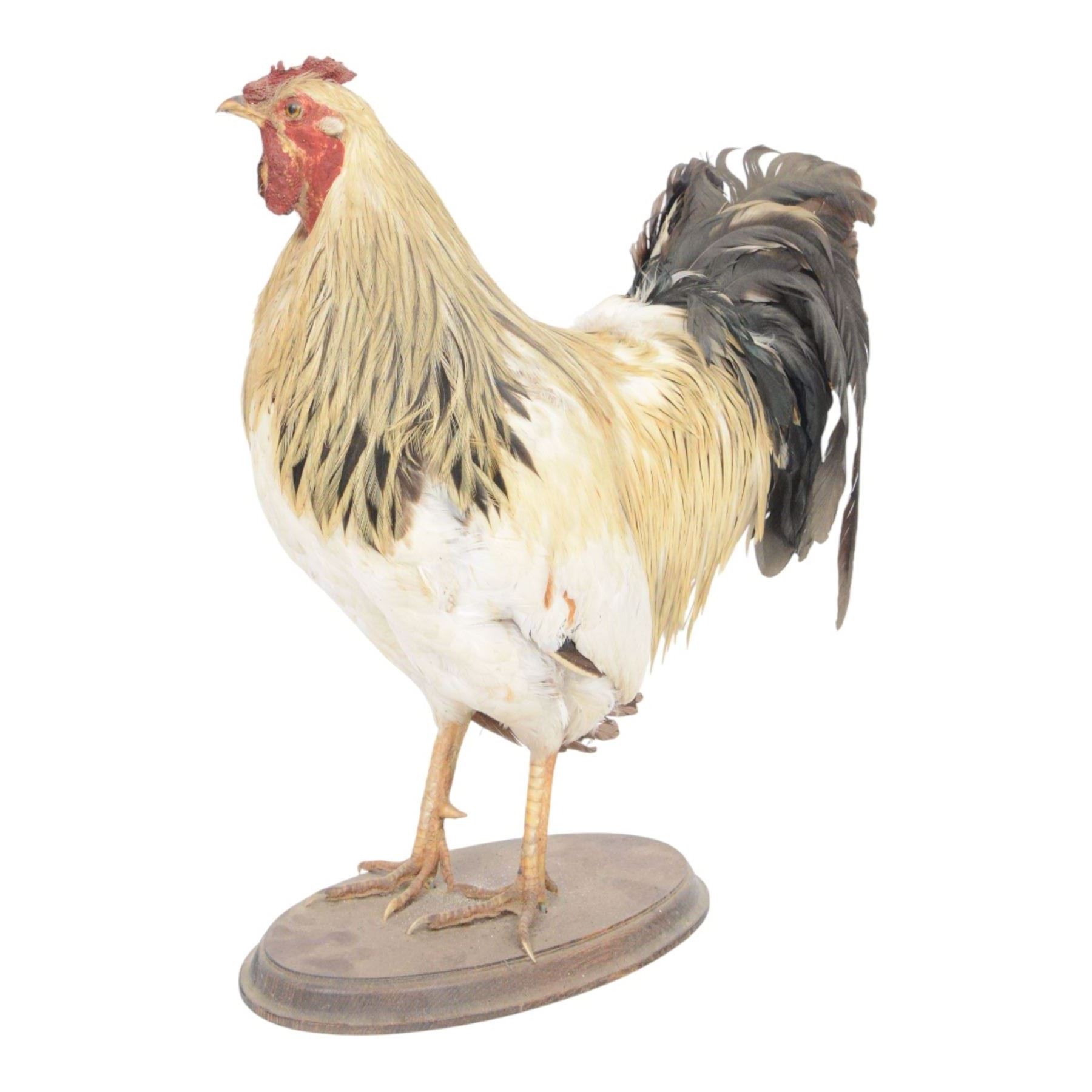 Taxidermy: Cockerel (Gallus gallus domesticus), full adult mount with head turning slightly to the right, on open display, together with taxidermy Pheasant (Phasianus colchicus), full adult male mount on open display, cockerel H43cm 