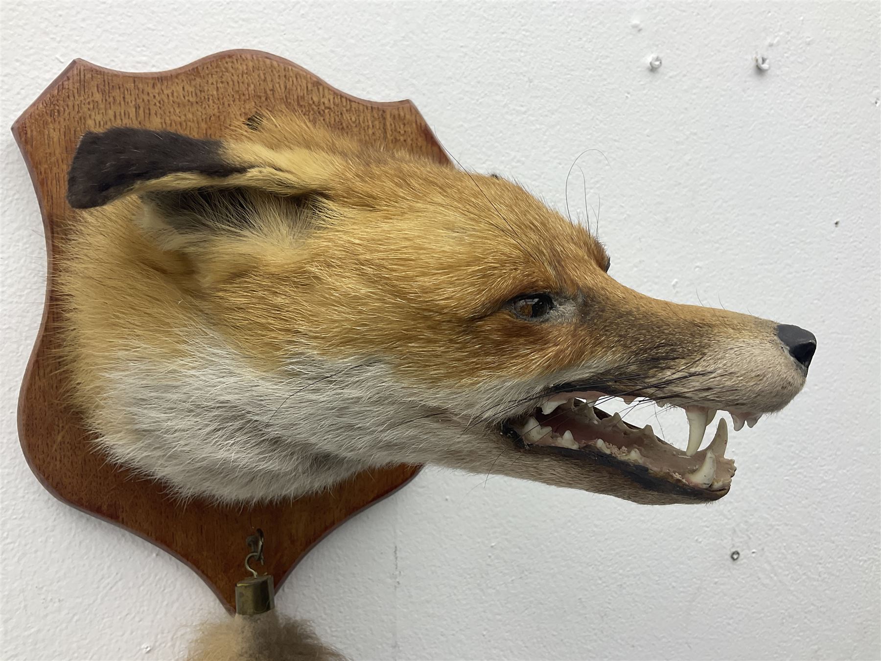 Taxidermy; Red fox mask (Vulpes vulpes), with mouth agape bearing teeth, mounted upon oak shield, with brush, shield L26cm