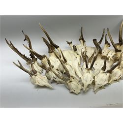 A collection of red deer skulls with single point antlers and roe deer skulls with antlers, approximately 25 in total.  