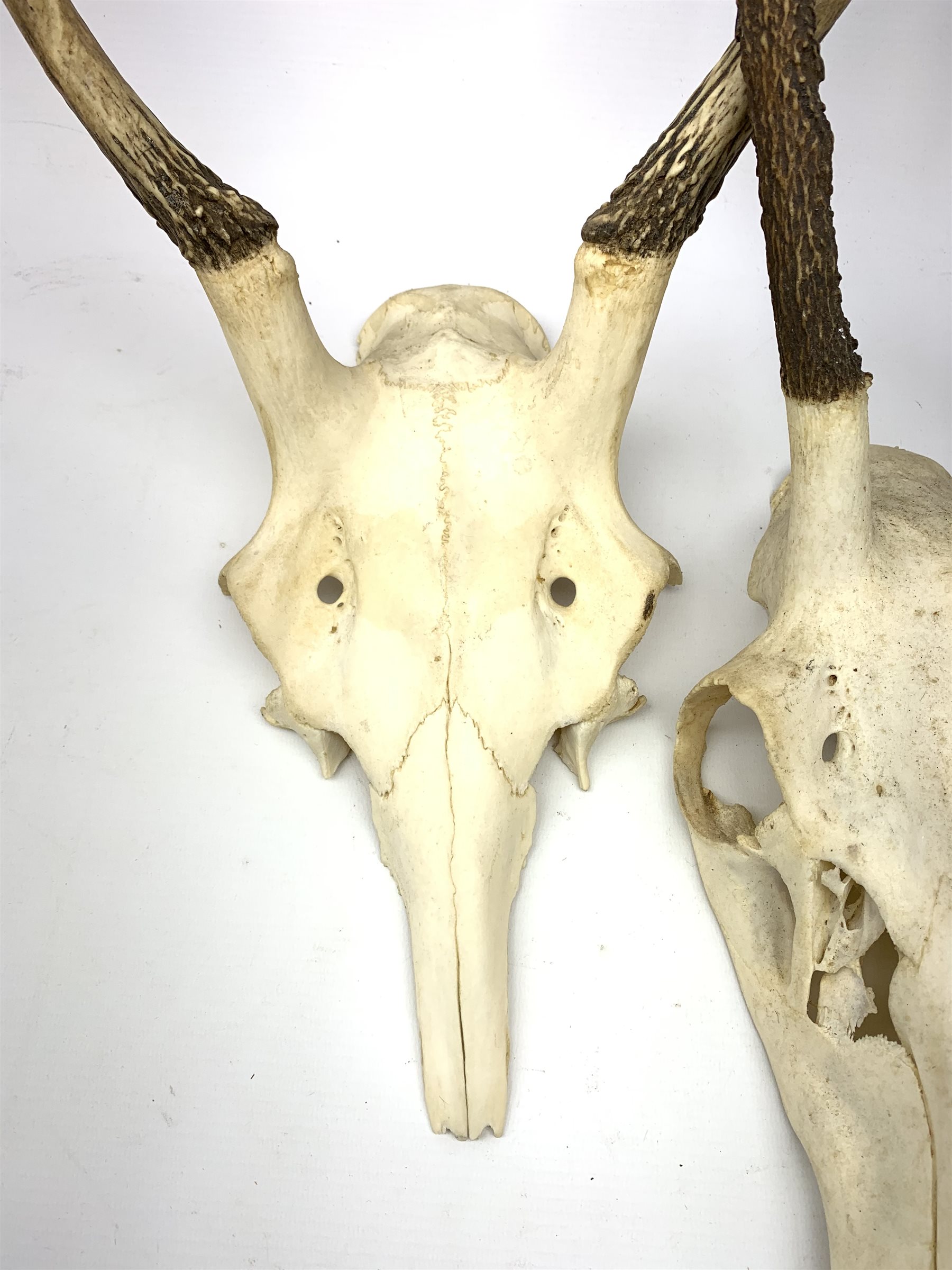 Three red deer skulls with single point antlers H62cm