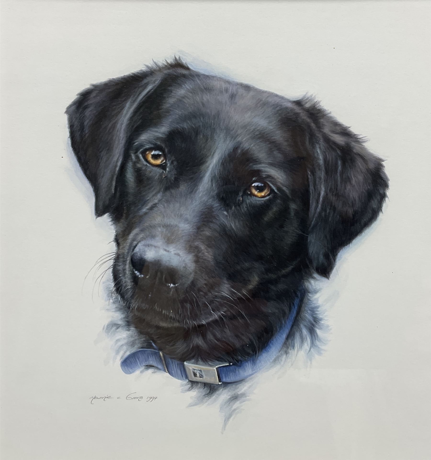 Melanie C Evans (20th century): Study of a Labrador's Head, watercolour signed and dated 1994, 26cm x 25cm