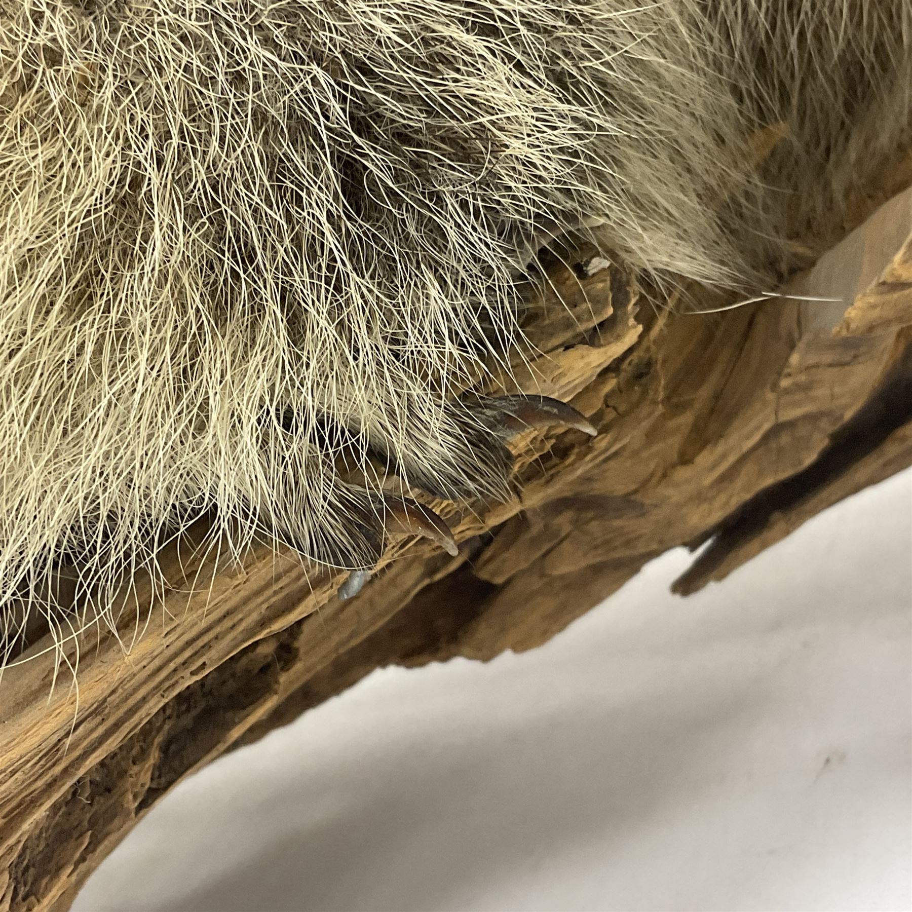 Taxidermy: Alpine Marmot (Marmota marmota), full adult mount stood upon a wooden base, H29cm 