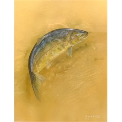  Robert E Fuller (British 1972-): Trout, gouache signed and dated 1992, 31.5cm x 24.5cm  DDS - Artist's resale rights may apply to this lot    