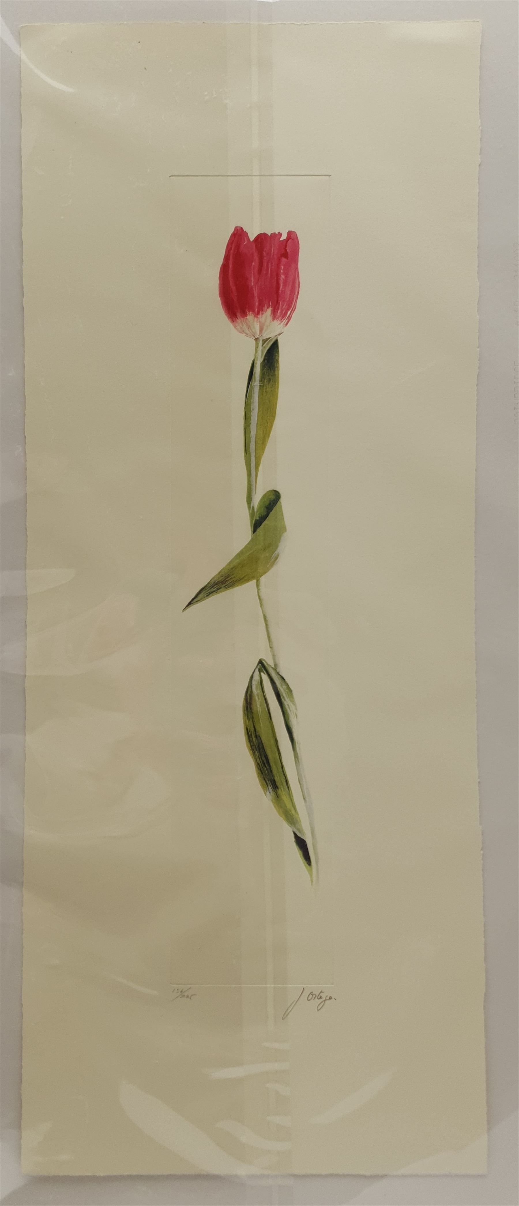 Tanya Short (British 1955-): 'Freesias', coloured etching signed titled and numbered 14/75, 15cm x 12.5cm; J Ortega (Contemporary): Iris and Tulip, pair coloured aquatints signed and numbered 50cm x 10cm (3) (unframed)