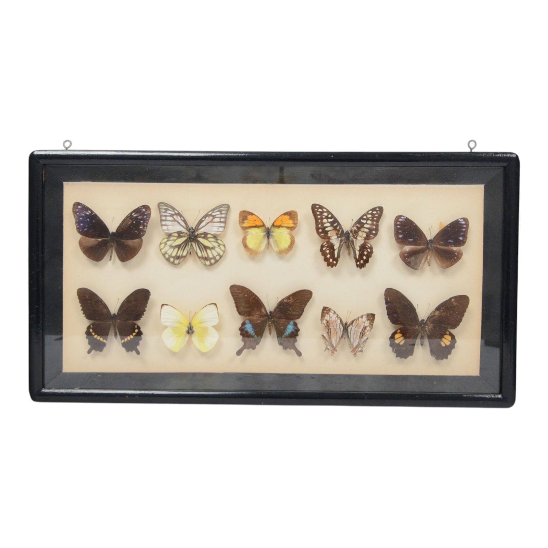 Entomology; group of framed butterfly and moth specimens, including Attocas Atlas, Papilio takasago, Atropaneura horishanus, Euploea muciber etc, in three frames 