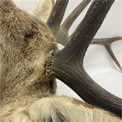 Taxidermy: Red Deer (Cervus elaphus), adult male imperial stag shoulder mount looking straight ahead, ten point antlers, mounted upon a shaped wooden shield, D65cm