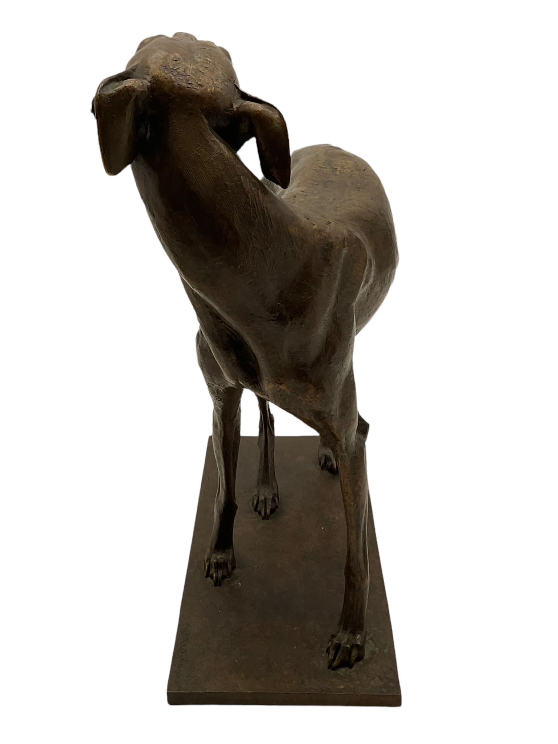 Sally Arnup FRBS, ARCA (1930-2015): Whippet Standing, bronze, signed and numbered VIII/X, upon short rectangular plinth, overall H63cm L49cm W23.5cm 


