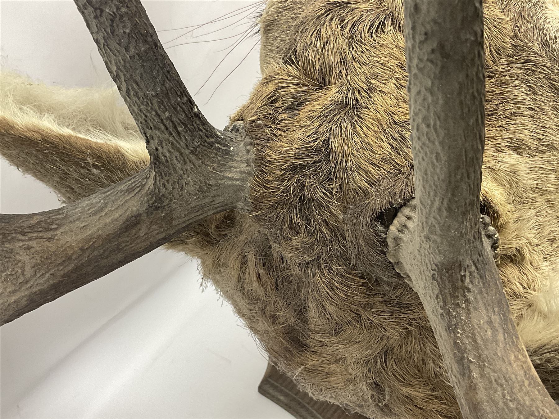 Taxidermy: Red Deer (Cervus elaphus), adult male imperial stag shoulder mount looking straight ahead, ten point antlers, mounted upon a shaped wooden shield, D65cm
