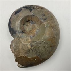 Two polished goniatites, age Devonian period, location Morocco and one polished Nautilus, age Devonian period, location Madagascar, largest D10cm  