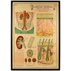 Complete set of eight 'AL Educational Series Elementary Physiology Hygiene and Ambulance' medical posters by Robert R Holding (Zoological and Anatomical artist), published by E J Arnold & Son Ltd of Leeds, Glasgow and Belfast, all framed