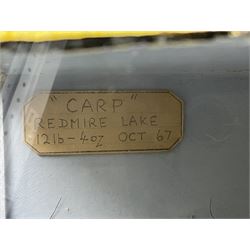 Taxidermy; Cased Mirror Carp (Cyprinus carpio carpio) a large preserved skin mount 
in a naturalistic setting set against blue painted back drop, enclosed within a glass bow fronted case, the interior bearing a label 'Carp Redmire Lake 12 lb 4 oz Oct 67' H42 cm W87 cm D27 cm